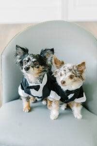 dogs dressed in tuxedos on wedding day